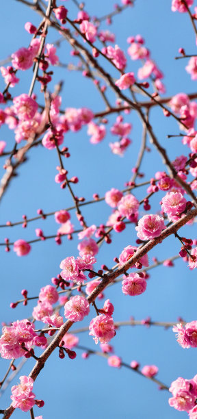 花园里开着粉红色的梅花。图片下载