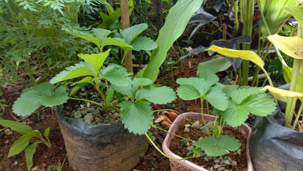 照片中的草莓植物在塑料袋里，植物在房子前面的花园图片下载