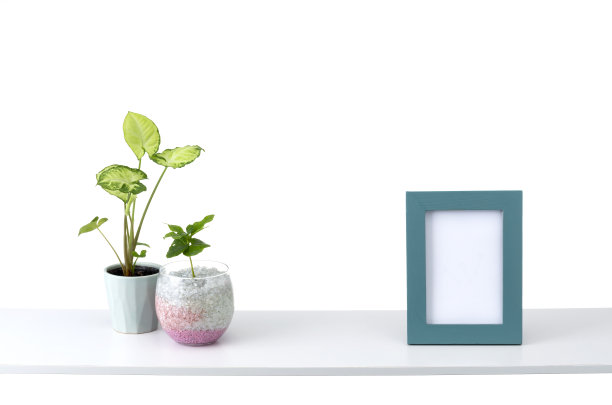 观叶植物图片下载