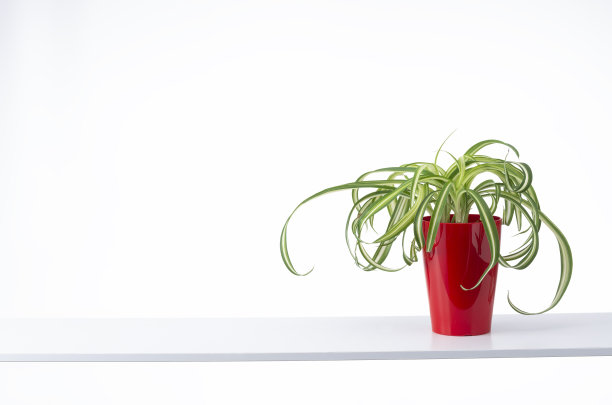 观叶植物图片下载