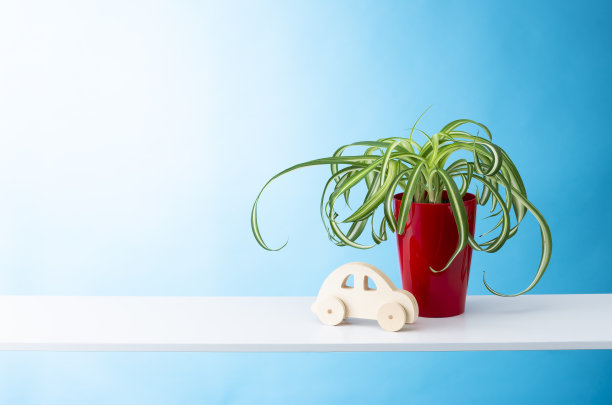 观叶植物图片下载