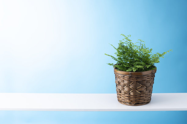 观叶植物图片下载