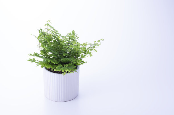 观叶植物图片下载