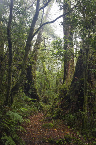 在雾蒙蒙的雨林中徒步穿越边境图片下载