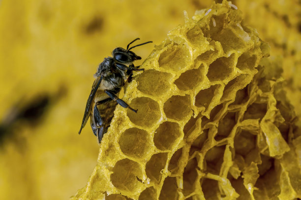 蜂巢上的蜜蜂图片下载