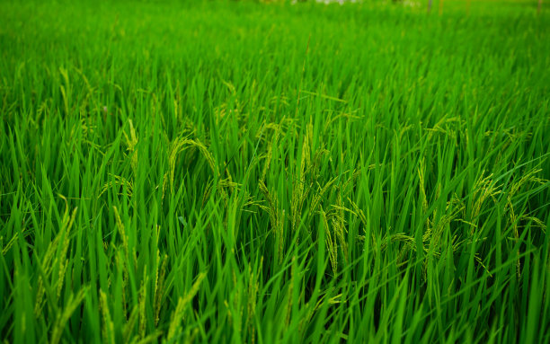 正在发芽，接近收获季节的稻田。图片下载