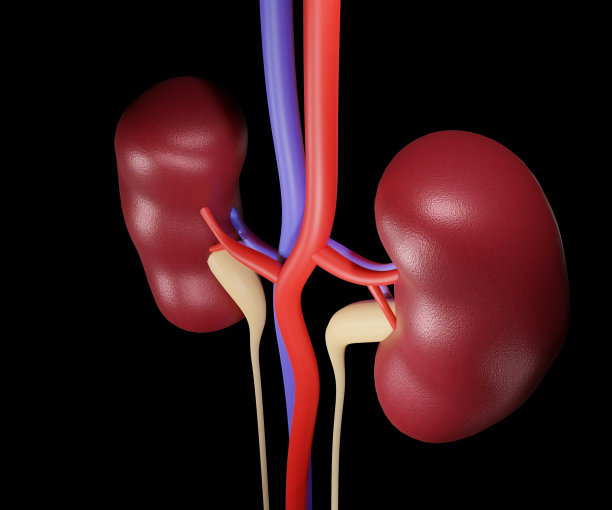 分离的人肾或肾包膜图片下载