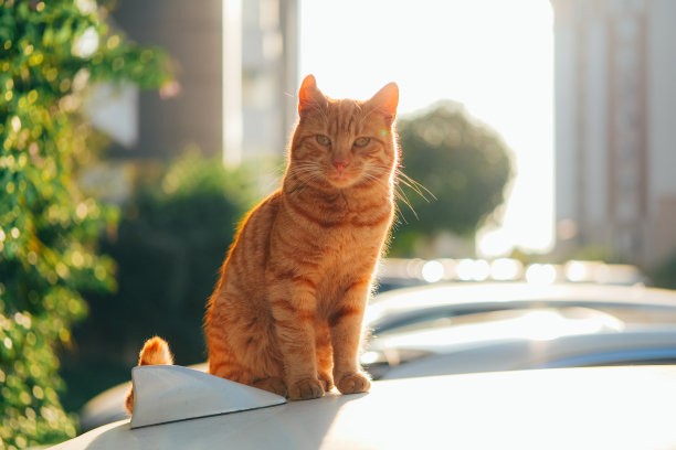 Otange虎斑猫坐在夕阳下。图片下载