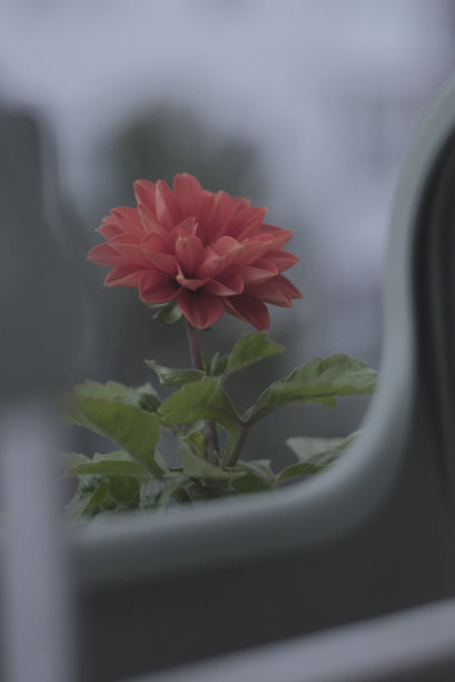 花盆中的橙色大丽花，绿色背景，景深，自然照片柔和的色彩图片下载