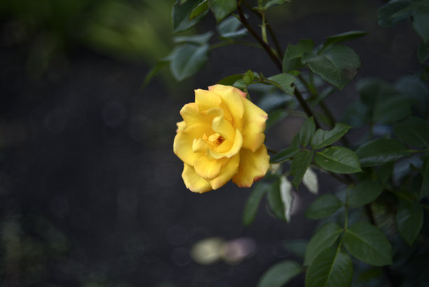 夏季花园里的黄茶玫瑰特写。漂亮的黄玫瑰。图片下载