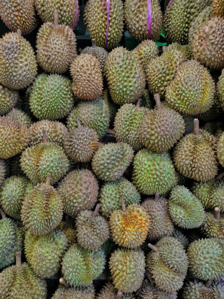 收藏榴莲水果，典型的热带水果图片下载