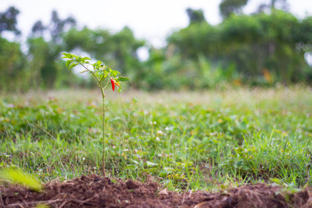 辣椒树图片下载