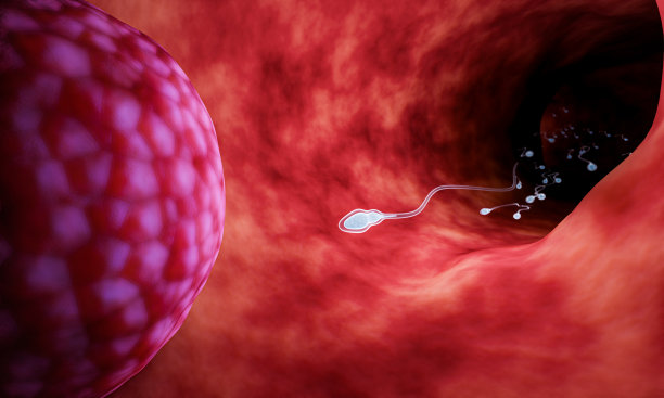 子宫里的大量精子在游泳比赛，以到达雌性的卵子。指人类的交配或受精。三维渲染图片下载