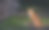 森林里一只红狐的特写镜头图片下载