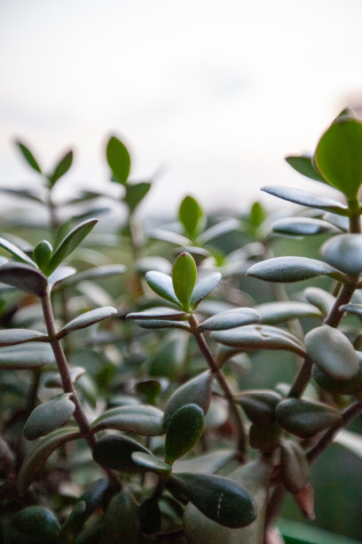 红芥植物，精选焦点。多肉植物的绿叶出版，海报，日历，张贴，屏幕保护程序，墙纸，明信片，横幅，封面，网站。高画质照片图片下载
