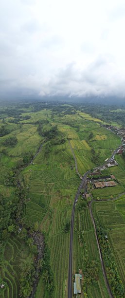 巴厘岛梯田稻田图片下载