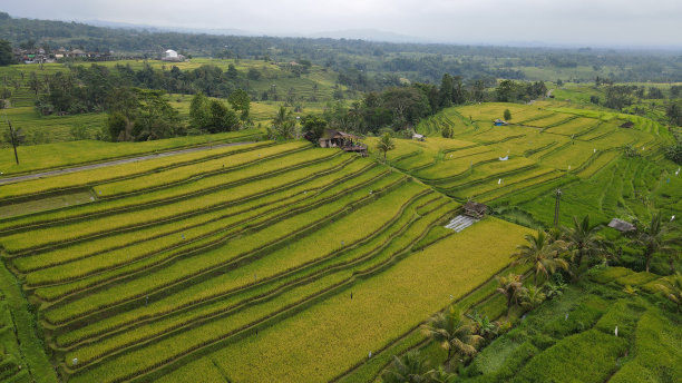 巴厘岛梯田稻田图片下载