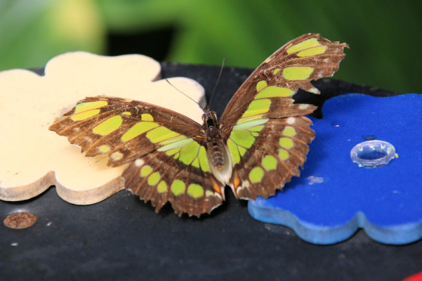 一只蝴蝶的风景图片下载