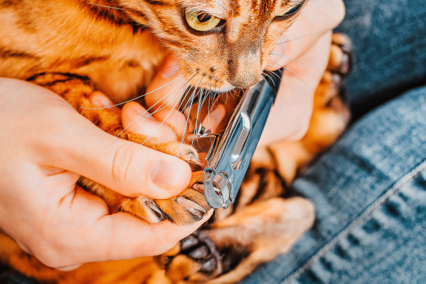 剪猫爪的人。特写镜头。猫去修指甲了。修剪猫的指甲。剪掉家猫的爪子。图片下载