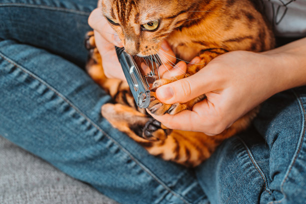 剪猫爪的女人。剪掉家猫的爪子。关闭了。修剪猫的指甲。猫去修指甲了。图片下载