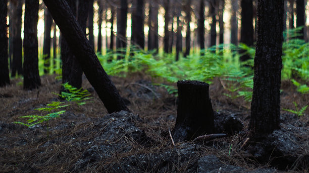 Forêt de pins calcinée图片下载