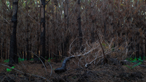 Forêt de pins calcinée图片下载