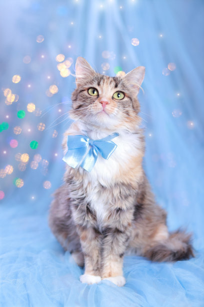 新年贺卡。猫在蓝色背景与闪闪发光的灯光或星星。戴着蓝色领结的漂亮小猫。小猫的肖像。圣诞贺卡。猫咪在镜头前摆姿势。2023年，圣诞快乐图片下载