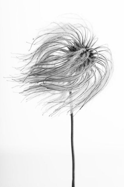 抽象的看起来蓬松的植物种子微距镜头孤立在白色背景图片下载
