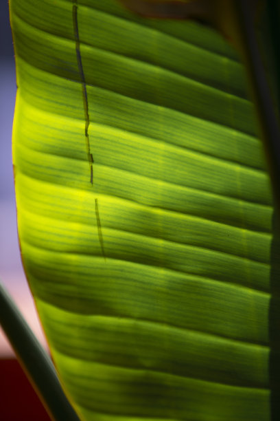 叶的背景。图片下载