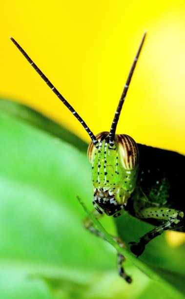 蚱蜢吃绿叶——动物行为。图片下载