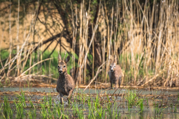 阳光明媚的日子里，一只长着小鹿角、长着棕色湿漉漉的毛发的雄性狍穿过长满芦苇的湿地。图片下载