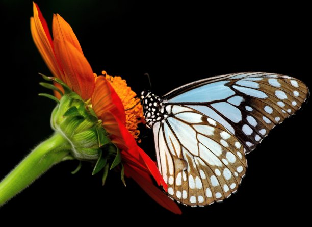 蝴蝶喝花汁——动物行为。图片下载