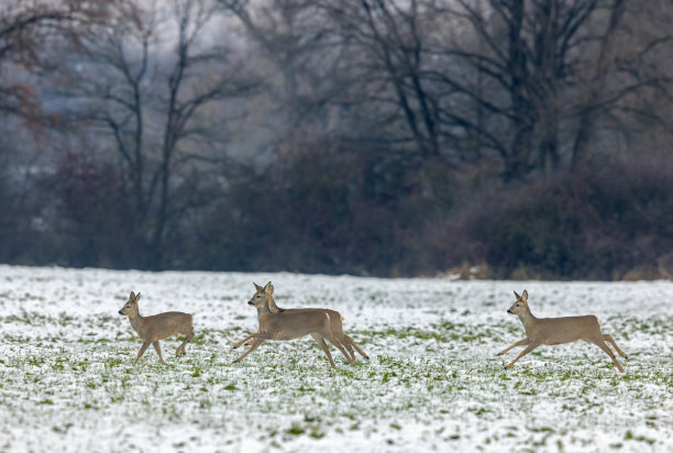 狍子(Capreolus Capreolus)图片下载
