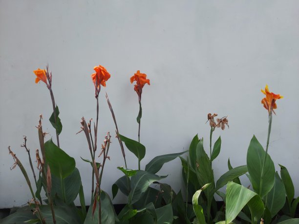 橙色的花和墙图片下载