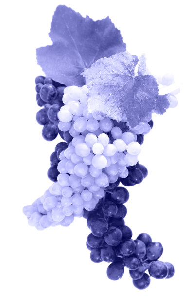 一串串葡萄和酒叶子图片下载