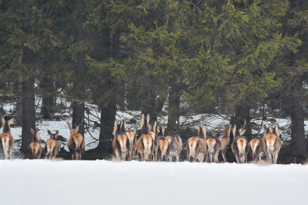 那群母鹿逃进了森林。受惊的动物们穿过白雪覆盖的田野，奔向森林边缘的树林。图片下载