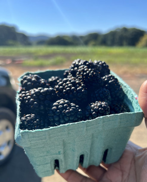 马里恩莓图片下载