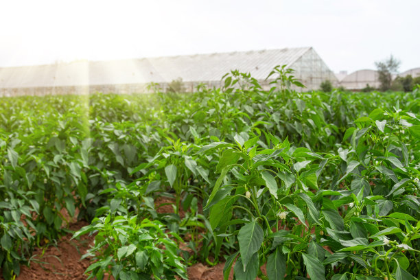种植园里的青椒灌木生长在玻璃温室旁边的空地上。图片下载