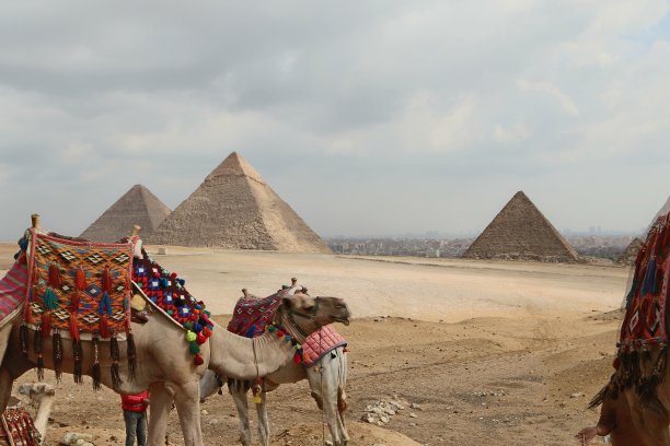 埃及金字塔旁的骆驼图片下载