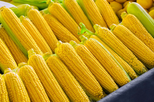 新鲜收获的玉米，夏季收获。市场柜台上出售的蔬菜。去皮而不去皮。图片下载