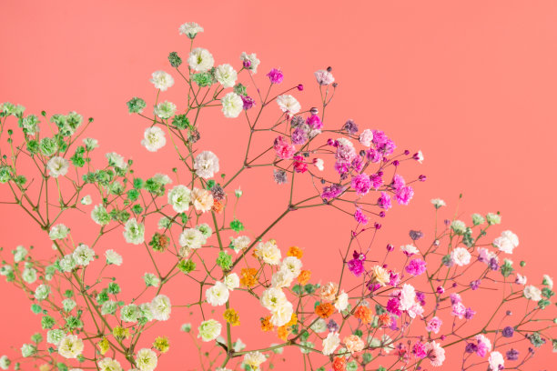 彩色的石膏枝。精致优雅的树枝与花朵在粉红色的背景。图片下载