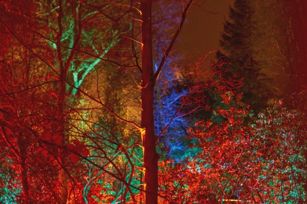 绿树成荫的神奇大自然图片下载