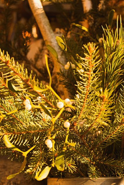 用冷杉枝和槲寄生装饰圣诞节图片下载