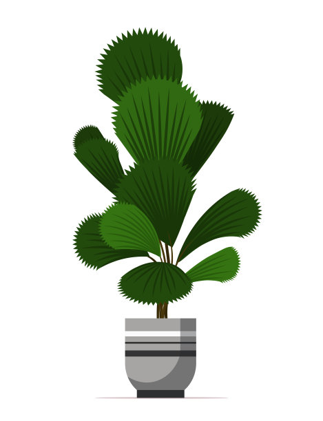 盆栽植物。图片下载