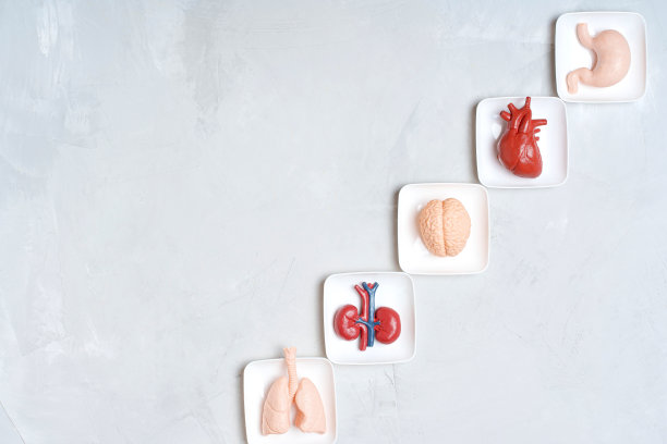 玩具人体必需器官的选择图片下载