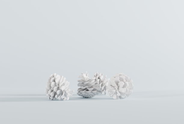 浅背景上的松果。图片下载