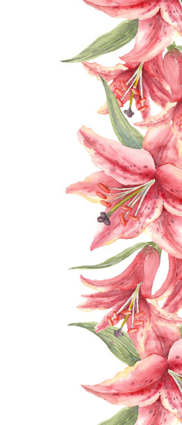 东方杂交百合。粉红色的百合花和花蕾。宣传册设计模板。水彩手绘A4版面。图片下载