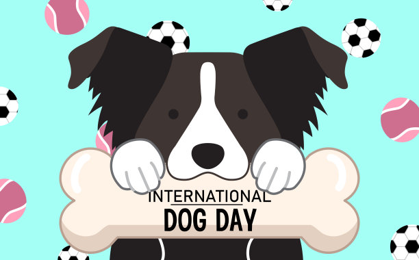 可爱的边境牧羊犬拿着骨头图片下载