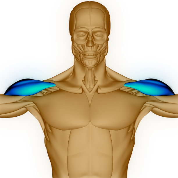人体肌肉系统臂肌三角肌解剖学图片下载