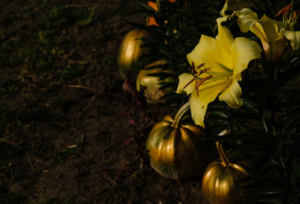 金色南瓜背景上的黄色百合。黑暗的照片。副本的空间。图片下载